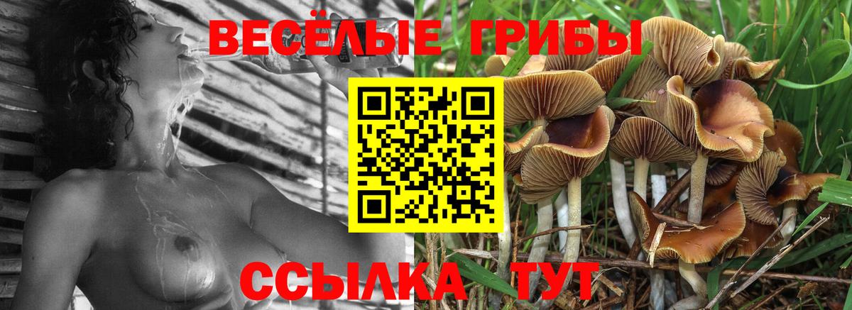 Псилоцибиновые грибы Psilocybine cubensis  Вход с VPN  Псилоцибиновые грибы Psilocybe  Жигулёвск 